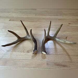 Genuine Whitetail Deer Antler Sheds Rack LARGE and in Excellent Condition
